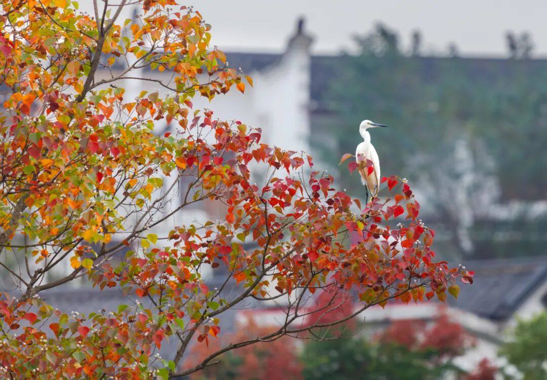 尾声！最是那一抹红